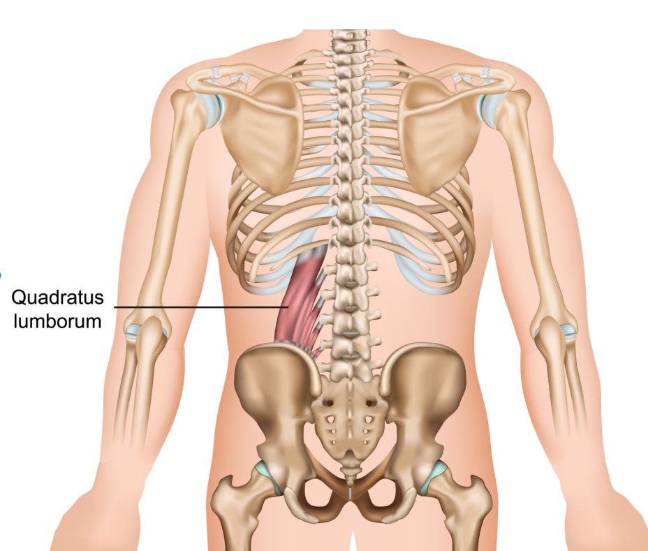Ultrasound Guided Quadratus Lumborum Block for Postoperative Pain Control
